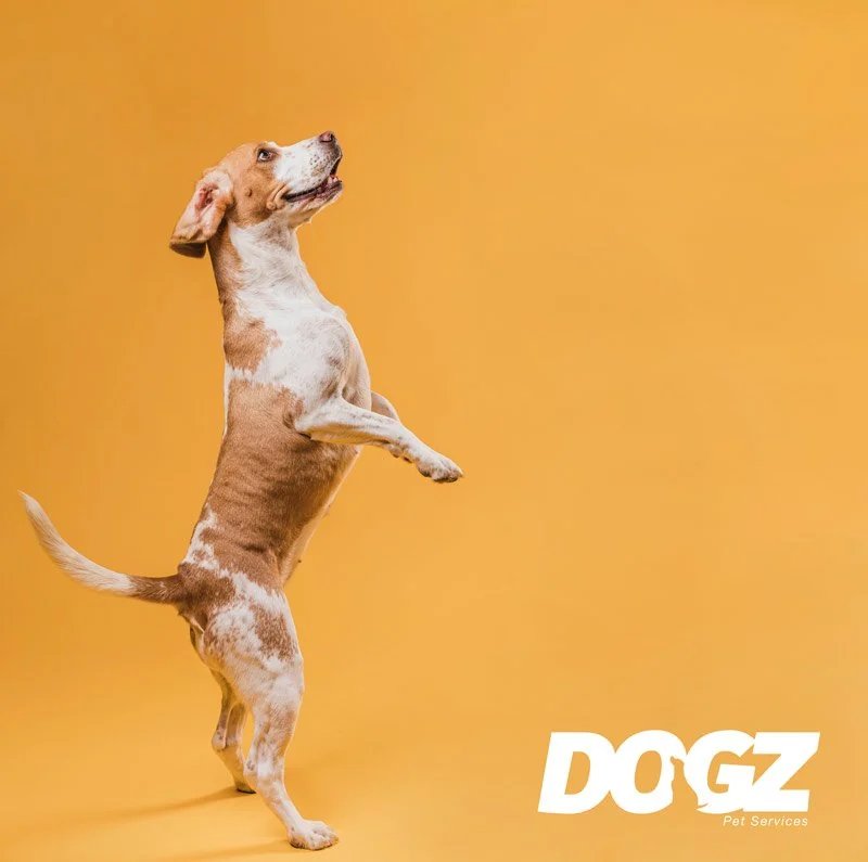 Imagen corporativa para Dogz
